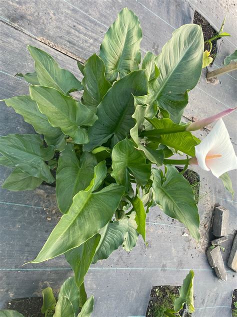 Calla Lily Bouquets: A Comprehensive Guide to Elegance and Symbolism ...