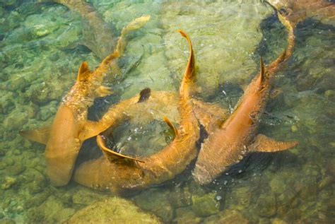 Image result for Sharks Reproduction