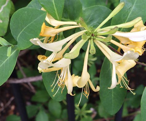 How to grow honeysuckle in pots: a fragrant climbing plant | Homes and ...
