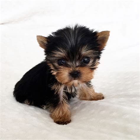 Micro Teacup Yorkie Puppy! - iHeartTeacups