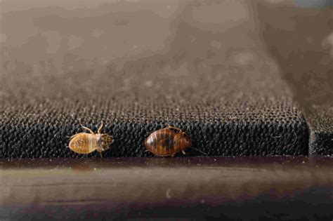 How Fast Bed Bugs Can Spread at Naomi Marshall blog
