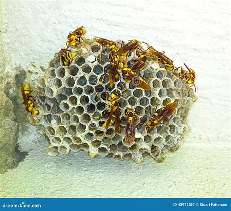 Wasp Nest on Wall stock image. Image of sting, black - 43972007