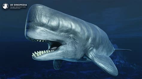 Livyatan Melvillei Compared To Sperm Whale