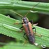 Image result for Alien Romulus Universe Timeline