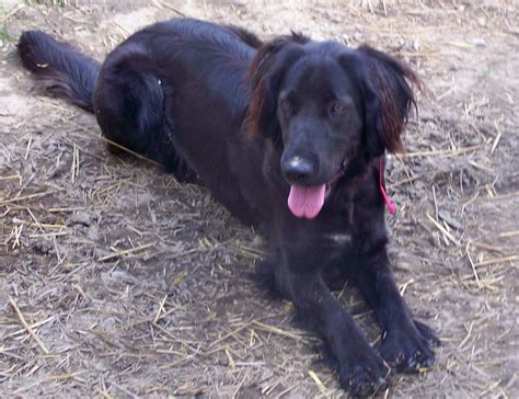 Lab Irish Setter mix | Michigan Sportsman Forum