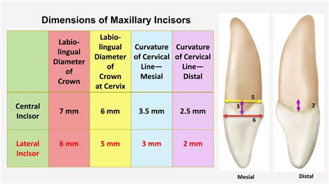 Permanent Maxillary Lateral Incisors-Dr Saba Arshad | PPTX