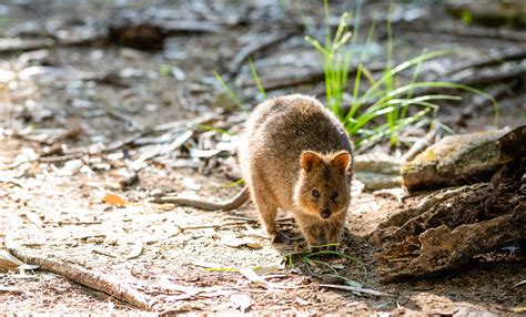 Rottnest Island | Where To See Quokkas On Rottnest Island