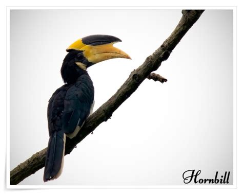 Wildlife