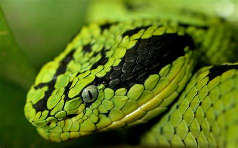 Snake Facts and Pictures For Kids | Cool2bKids