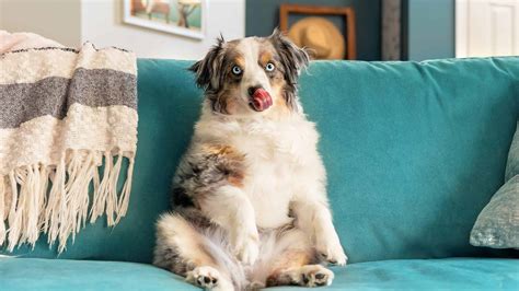 Why Does My Dog Lick Furniture | Storables