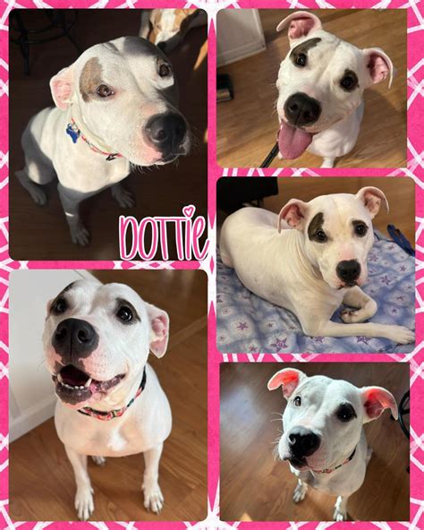 Nickel City Canine Rescue | Watch out Buffalo.. We've got some Paw ...