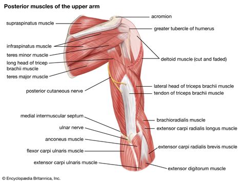 Proximal muscle | anatomy | Britannica