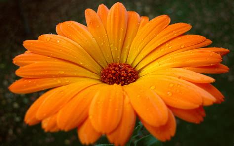 Beautiful Orange Flowers Images at Sherry Powers blog