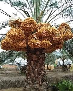 TARULATA PLANTS MARKET SWEET ARABIAN DATE PALM/KHAJUR TISSUE CULTURE ...