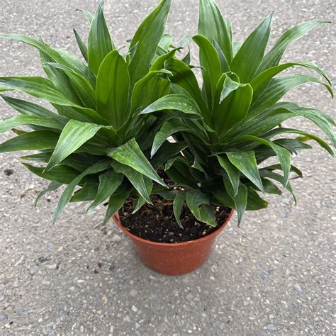 Dracaena Deremensis Janet Craig Compacta