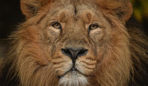 Asiatic lion | Chester Zoo animals