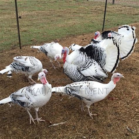 Royal Palm Turkeys in Central Division - Farm Animals, Kaija Agro ...