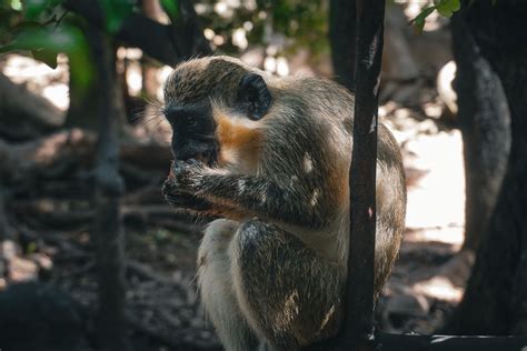 Where to Find the Green Monkeys in Barbados: A Unique Wildlife Experience — Naturally by Chloe