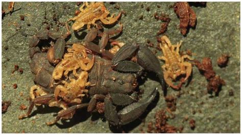Brownish Euscorpiops Krachan in Thai National Park UPSC