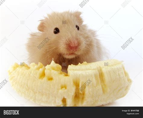 Hamster Banana Image & Photo (Free Trial) | Bigstock
