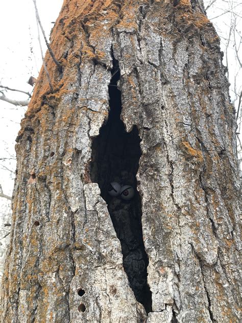 Irene Rinehart Riverfront Park — Washington Trails Association