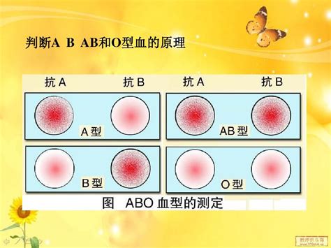 ABO血型鉴定图册_360百科
