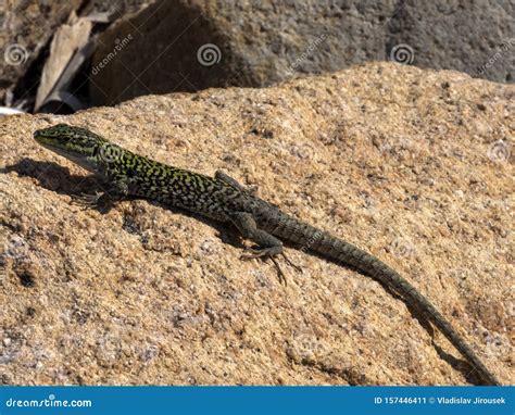 Italian Wall Lizard, Podarcis Siculus, on Stone, Porto Corallo ...