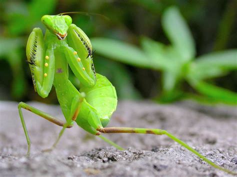 Praying Mantis Zoomed In at Julian Fairfield blog