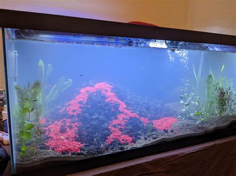 40 gallon volcanic island tank any decoration suggestions : r/Aquariums