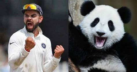 Australian Media Crosses The Line As It Compares Virat Kohli To Animals ...