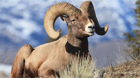 Yellowstone Wildlife Animals