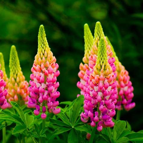 Lupine Planting Guide