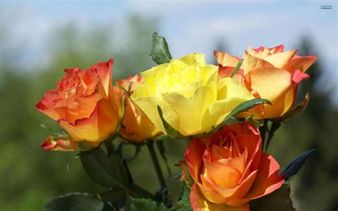 Orange Yellow Roses wallpaper | nature and landscape | Wallpaper Better