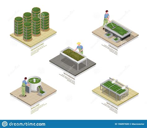 Image result for Tea Making Process Map