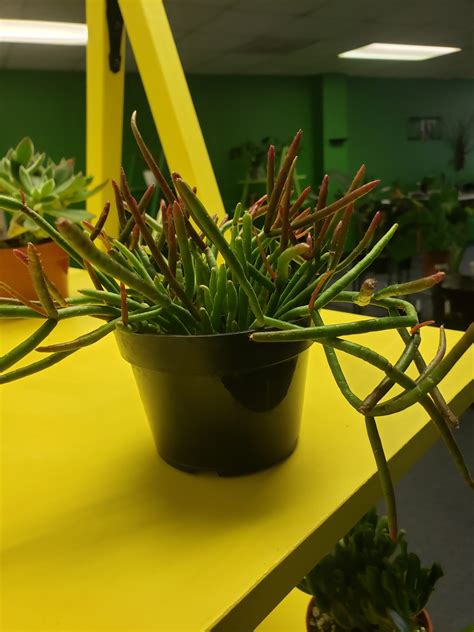 Plants and Things LLC