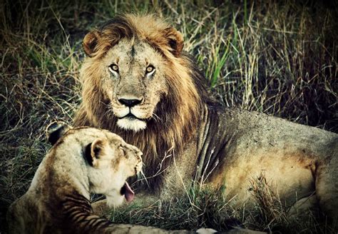 Images de Fond Ecran Lion Lionceaux – Téléchargement gratuit sur Freepik