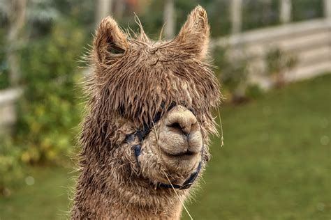 Alpaca, I need an hair cut. | Canon RF Shooters Forums