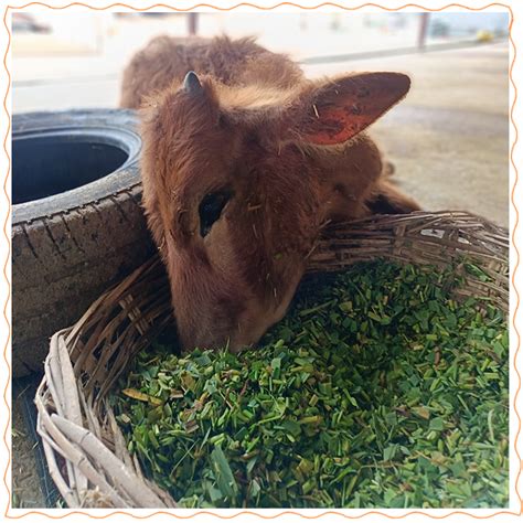 Animal rescue in una(+91 93175-50543)