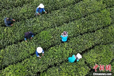 中国茶业百强县：贵州11个，四川、江西各6个_腾讯新闻