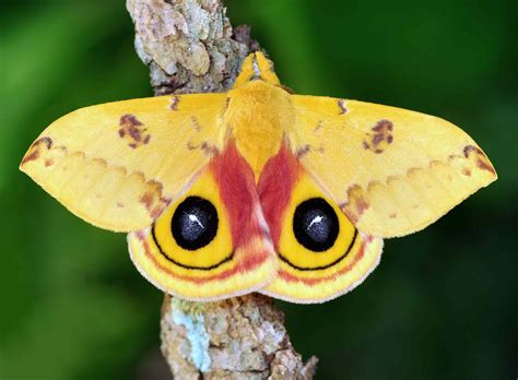 20 Moth Species More Beautiful Than Butterflies