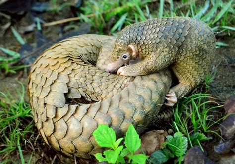 What are Pangolins and Why Are They One of the Most Trafficked Animals - A-Z Animals