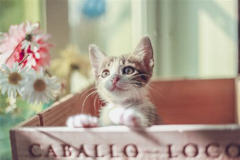 Cute Cats Hd Wallpapers For Laptop - Infoupdate.org