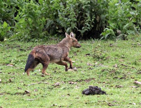 Genus Lupulella African Jackals — Coke Smith Wildlife