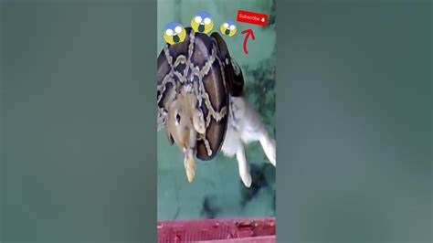 Image result for Python's vs Animals