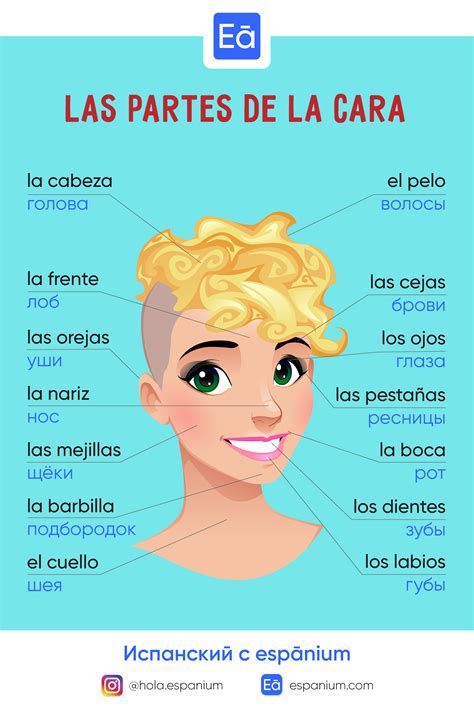 Las partes de la cara | Face, Spanish, Cara