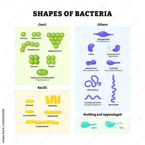 Image result for Types of Bacteria Classification