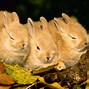 Image result for Baby Rabbit Isolated