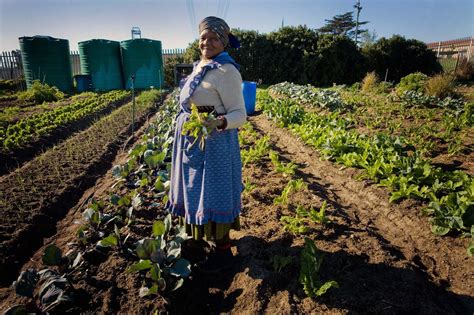Commercial Farming In Africa