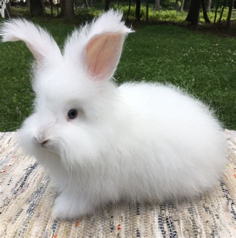 Angora rabbit Rabbits For Sale | East Stroudsburg, PA #218629