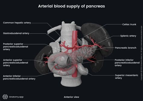 Common hepatic artery | Anatomy.app